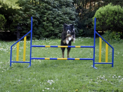 FCI Professional Metal Hurdle
